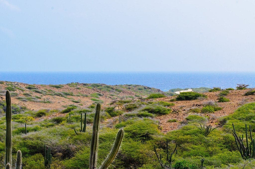 Several pockets of flora, including cacti, inside the Arikok National Park in Aruba.