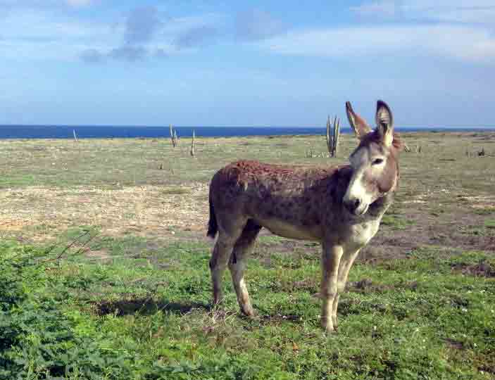 A lone donkey stands in a field at the Donkey Sanctuary Aruba.