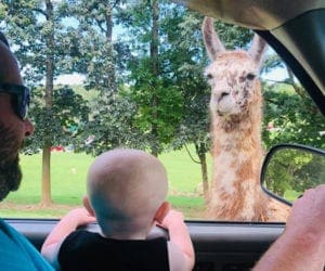 Toddler in a car watching llama