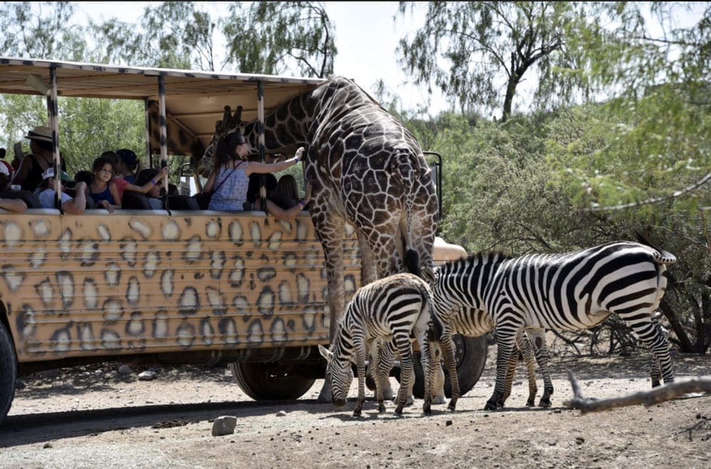 A giraffe and two zebras stand next to the safari jeep touring at the Out of Africa Wildlife Park.