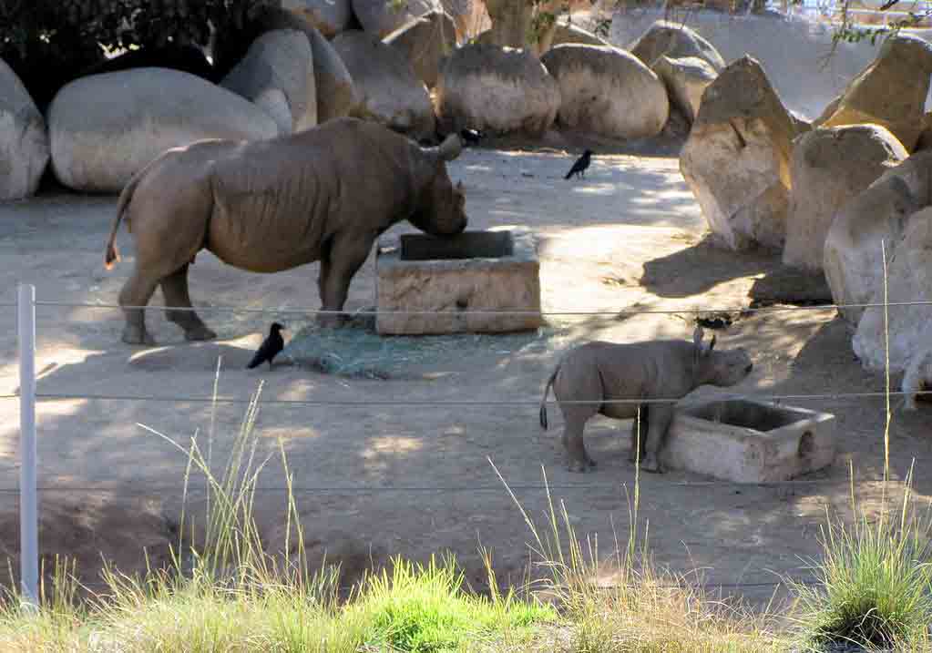 Rhinoceros at San Diego Zoo Safari Park, one of the best West Coast Safaris for Families.