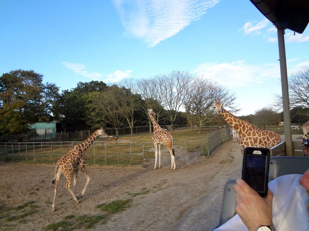Hand with a cell phone taking pictures of giraffe at Six Flags Animal Safari, one of the 5 US East Coast Safaris and Animal Parks for Families