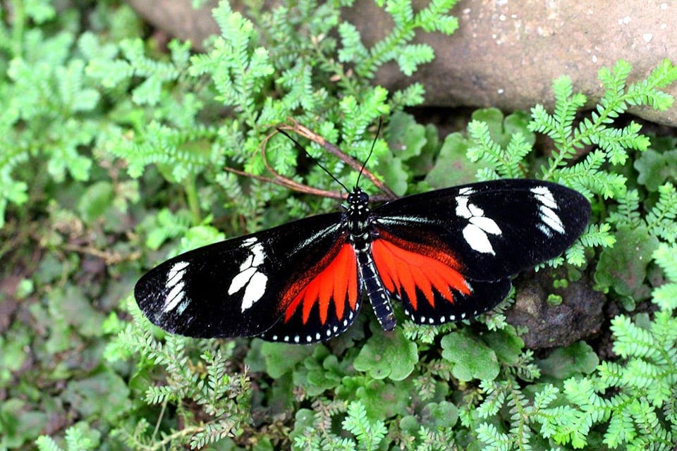 A black, white and orange butterfly sits upon a leaf at the Butterfly Conservatory.