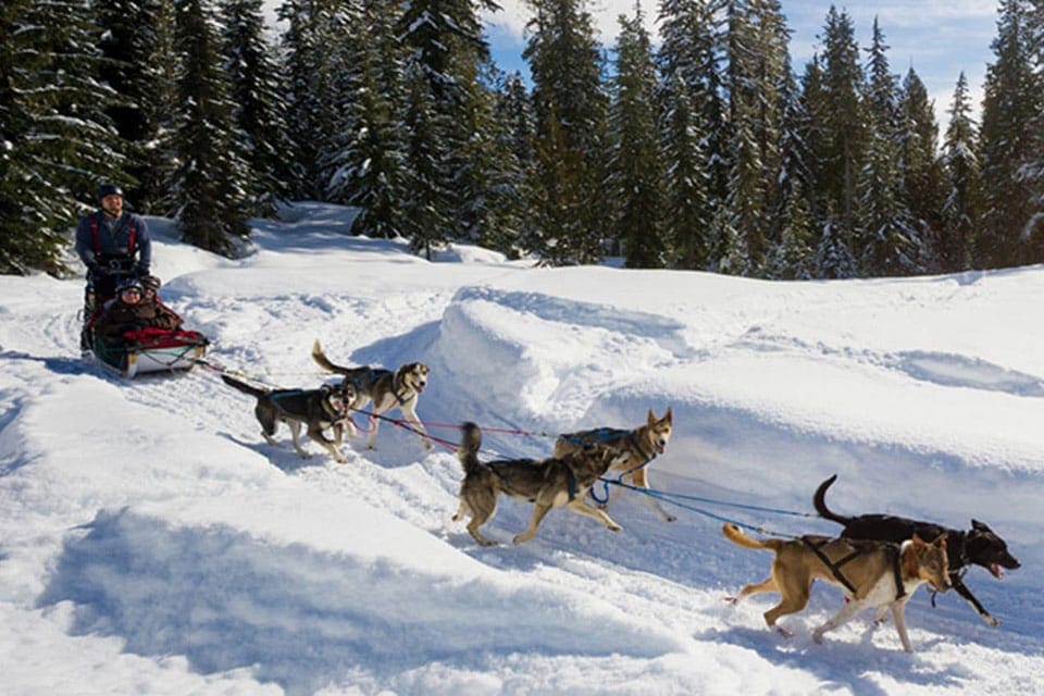 A musher leads a dog sled team in Whistler, British Colombia.