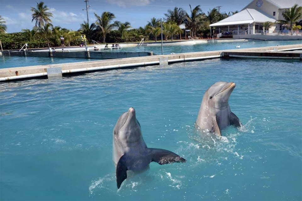 Two dolphins lift their heads out of the water at Dolphin Discovery.
