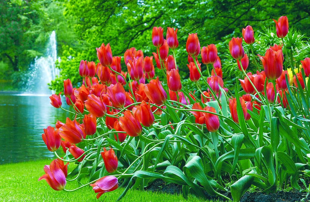 A view of the Keukenhof Gardens in Amsterdam, one of the famous stops on our Virtual Vacation from Home to Amsterdam.