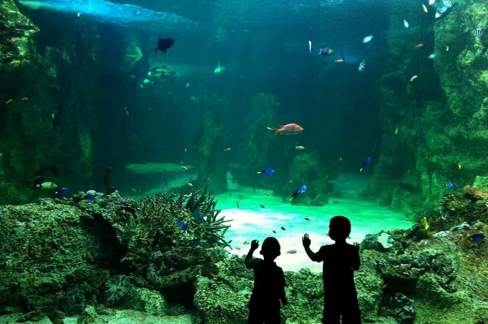Two kids in dark silhouettes stand with hands on a large aquarium exhibit at the aquarium in Lisbon.