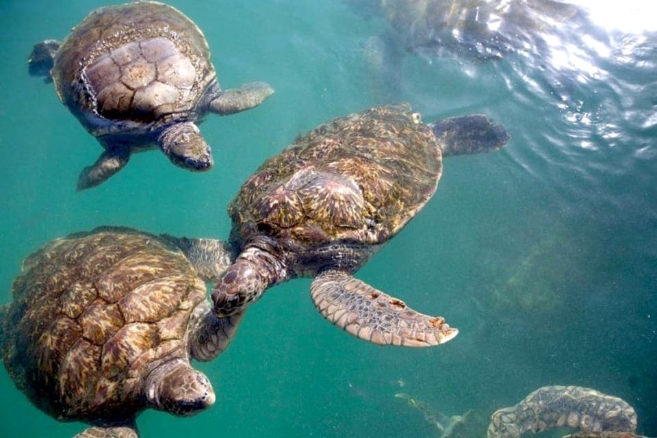 Three turtles swimming at a turtle farm in Grand Cayman.
