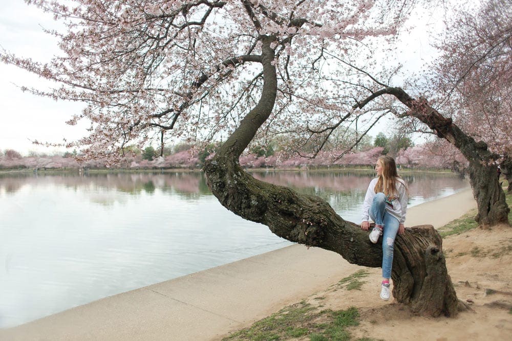 Girl sitting on a tree during cherry blossom season in Washington DC