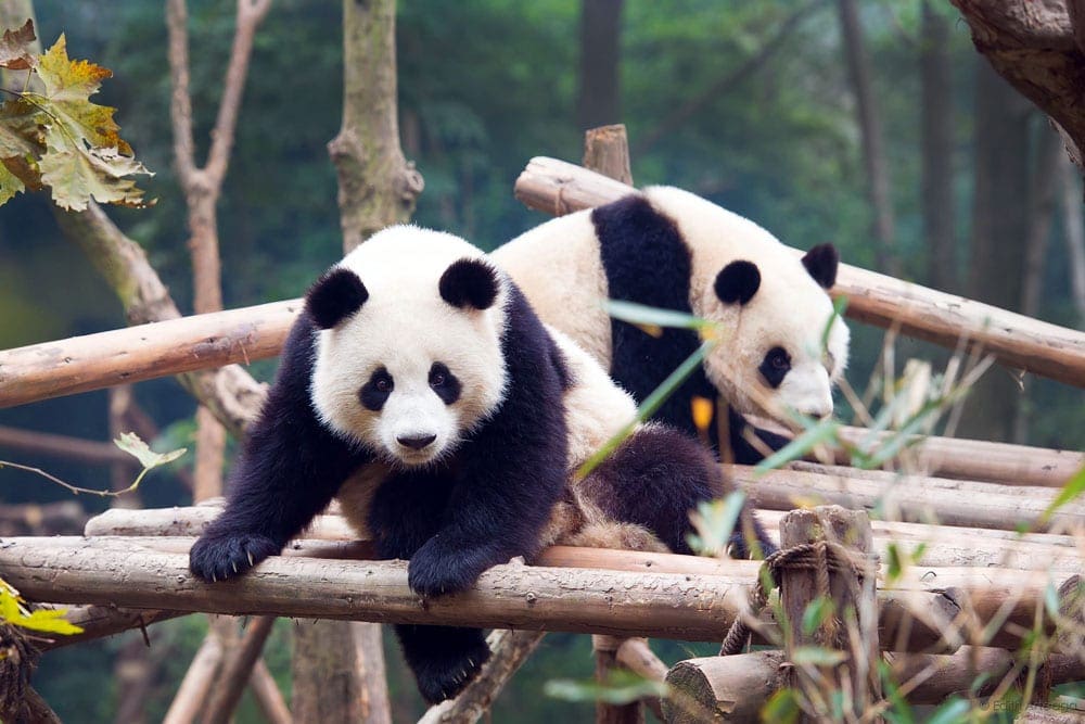 Two panda bears play on bamboo logs in China.