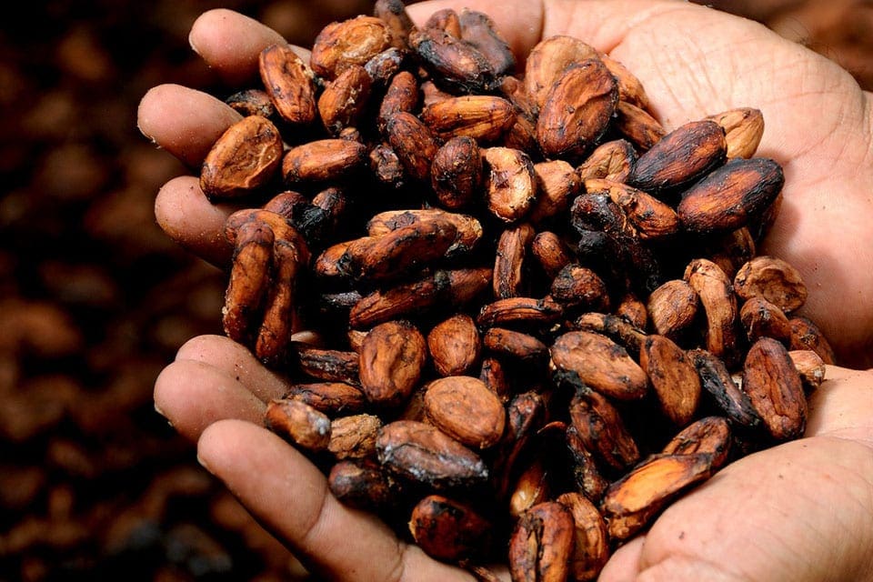 A hand holding coffee beans on a Don Olivo Chocolate Tour.