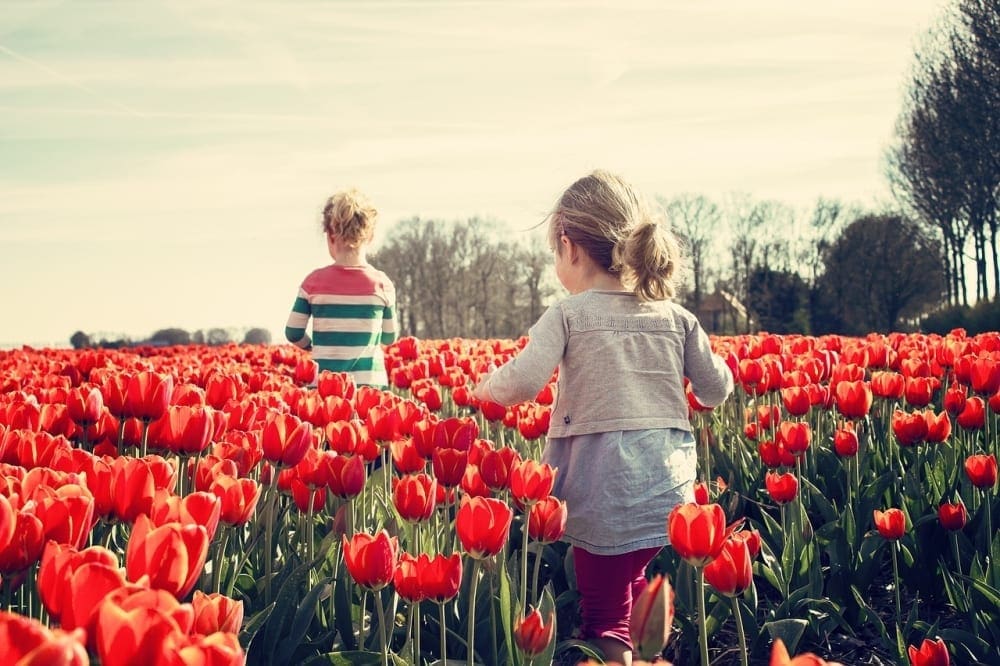 Two kids run through a field of colorful tulips in the Netherlands.