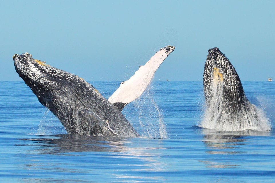Two large whales peak out of the water near Cabo San Lucas.