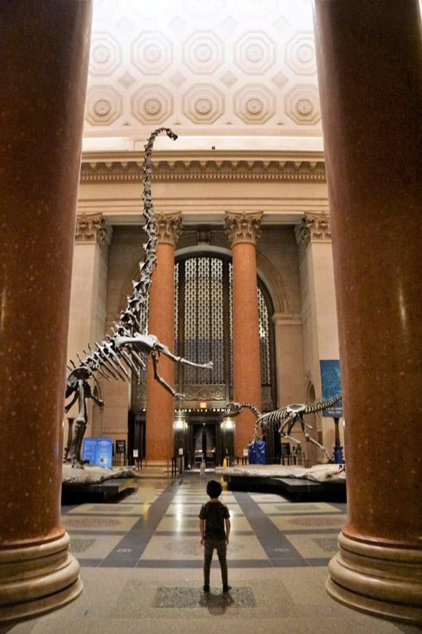 Little boy looking at dinosaur fossils at the Natural History Museum in NYC