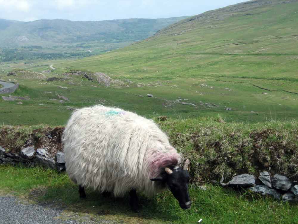 A large sheep stands within a field in Ireland. Sheep crafts are a wonderful way to take a virtual vacation to Ireland.