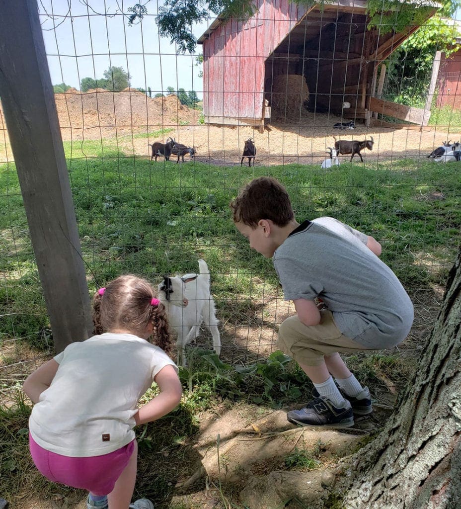 Two kids look at a goat through a fence, while exploring a farm in Rhinebeck.