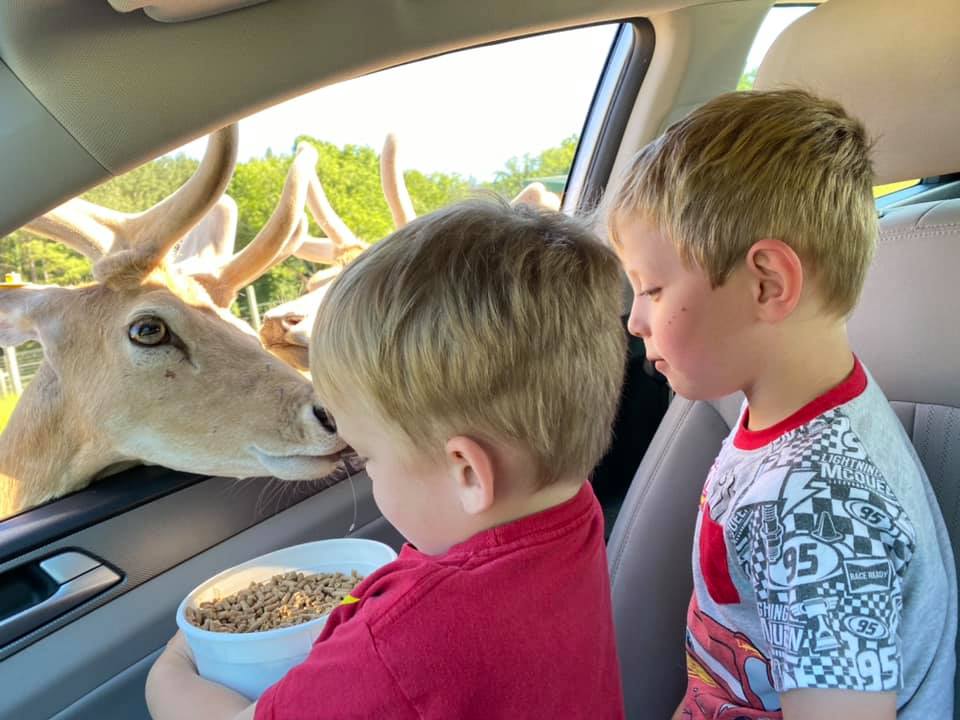 Two adorable boys feeding the deer from the car in Virginia Safari Park