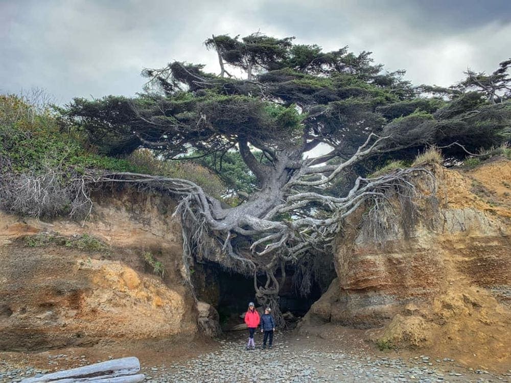 Two young girls stand below a large tree with roots hanging down into a cave in Olympic National Park, one of the best west coast national parks for kids!