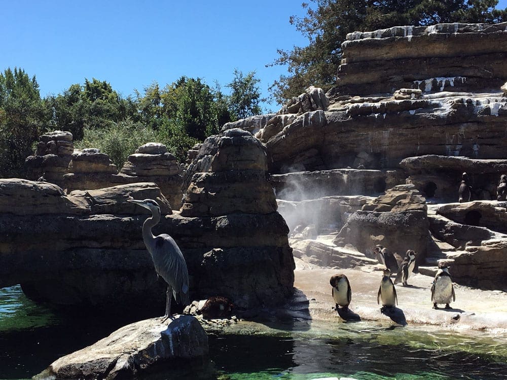 A view of the penguin exhibit at Woodland Park Zoo featuring penguins and a great blue heron. Woodland Park Zoo is one of the best things to do in Seattle for families.