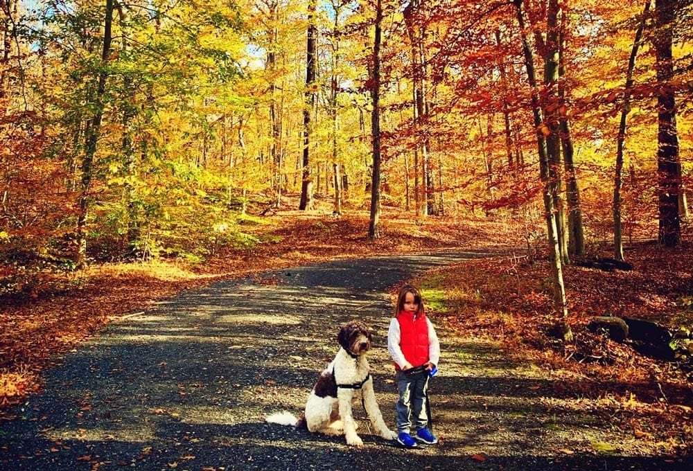 A young boy and his dog stand on a road shadowed in the brilliance of fall colors in hues of yellow, red, and orange.