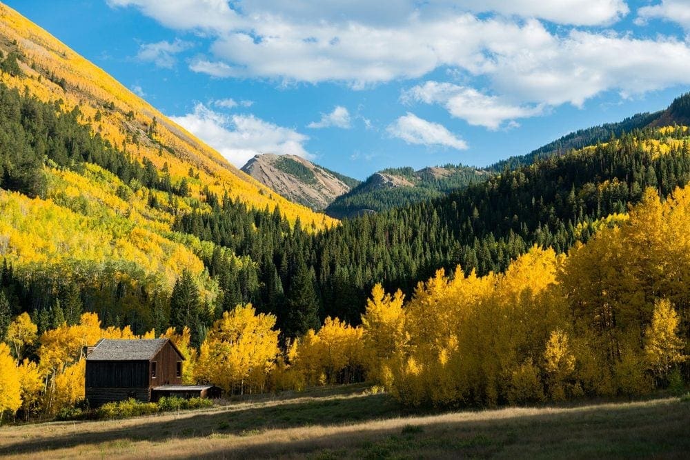 Nestled in a field of yellow and green trees rests an old brown barn.