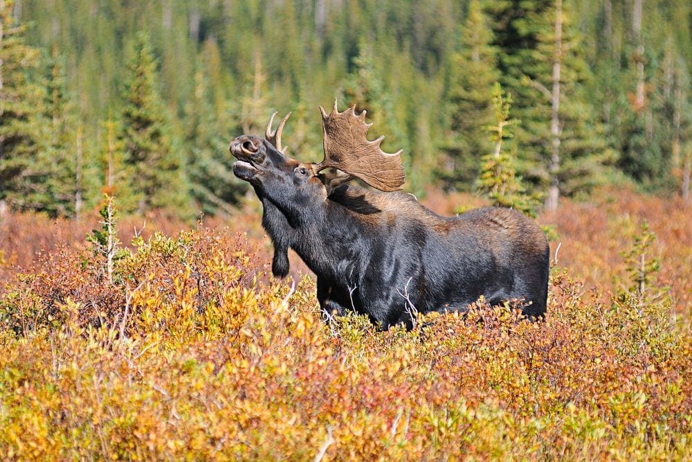 A large bull moose calls while standing in a field of red and yellow fall shades.
