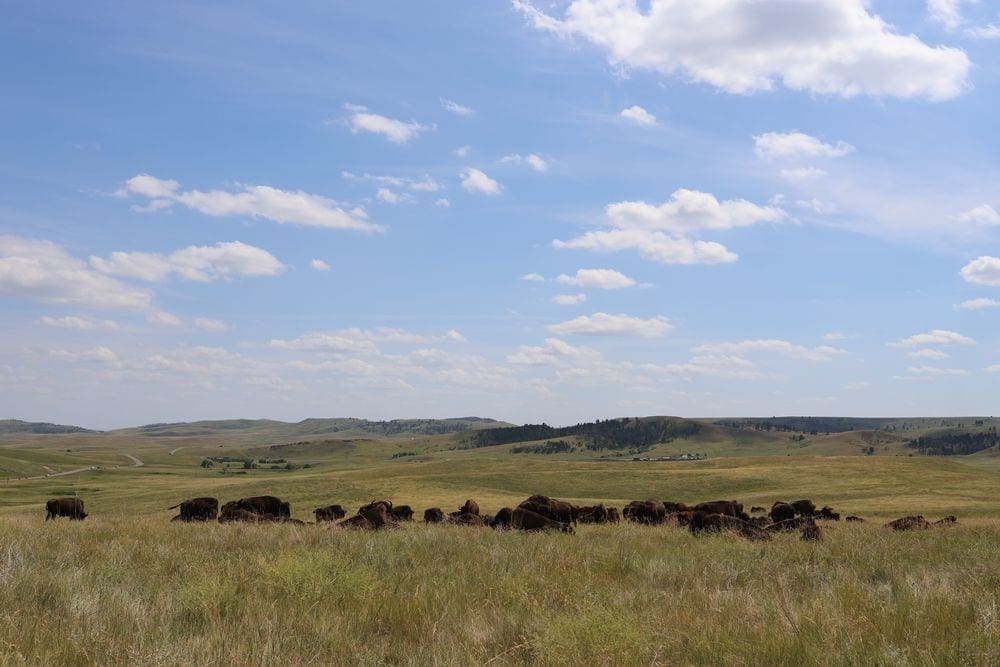A heard of bison roam in a grassy field within Custer State Park, a great stop on your socially distant vacation with kids.