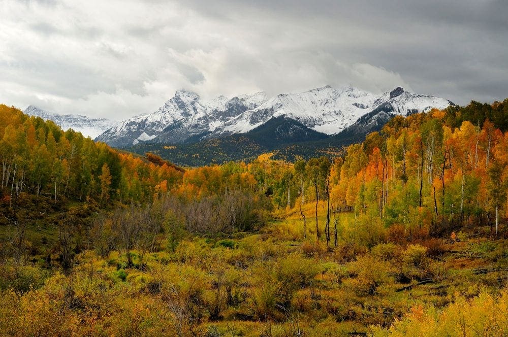 A snow-capped mountain stands behind a forrest of autumn hues, prominantly featuring colors of yellow and orange.