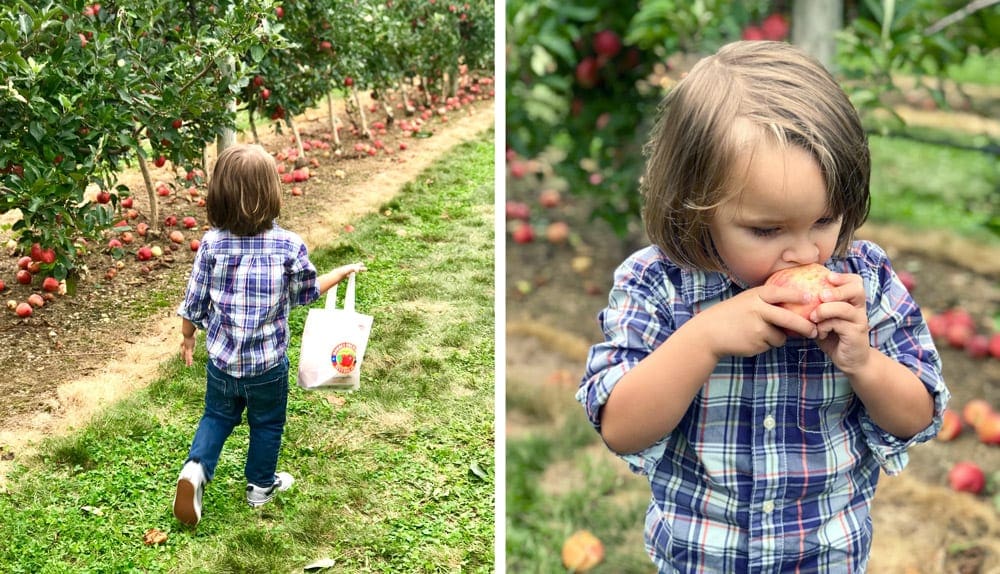 On the left, a young child walks through Harbes Farm with his apple bag ready to pick the juicy fruit. On the right, a young boy wearing plaid bites into a red apple on a perfect fall day.