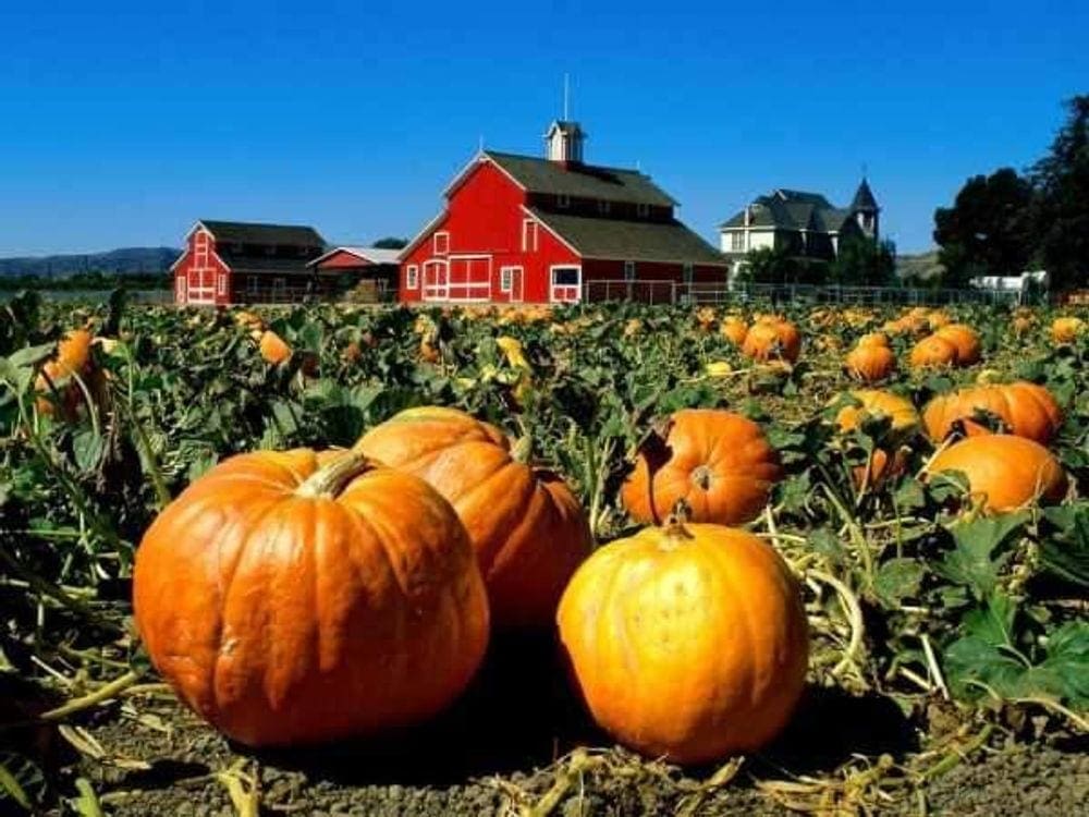Several large pumpkins sit at the edge of a pumpkin patch with a red barn in the distance at Fritzler Farm Park, one of the best fall activities in Colorado with kids.
