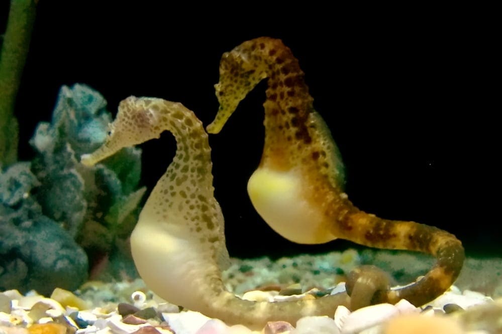 Two potbelly seahorses float along an exhibit in Tennessee.