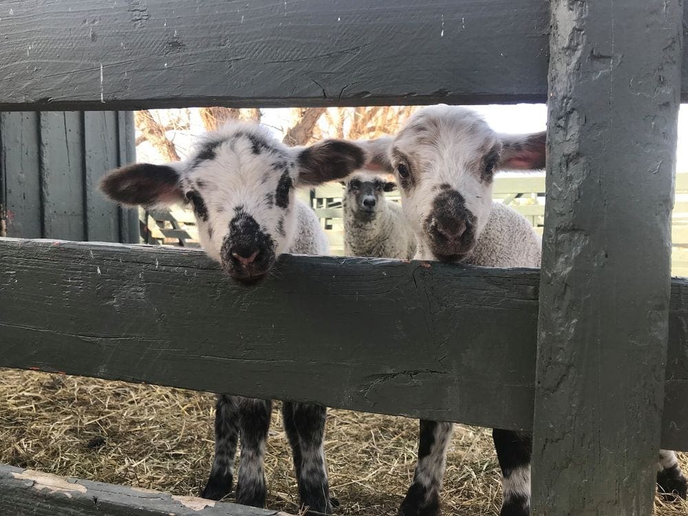Two baby goats stick their heads through a gap in the fence.