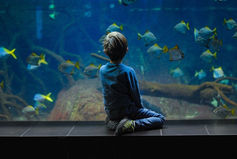 A young boy sits along a huge fish tank watcing the schools of fish.