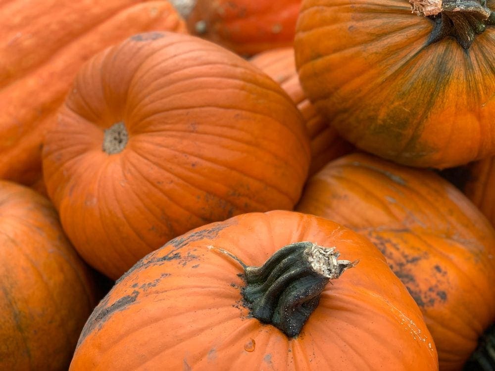A close up of several large pumpkins.
