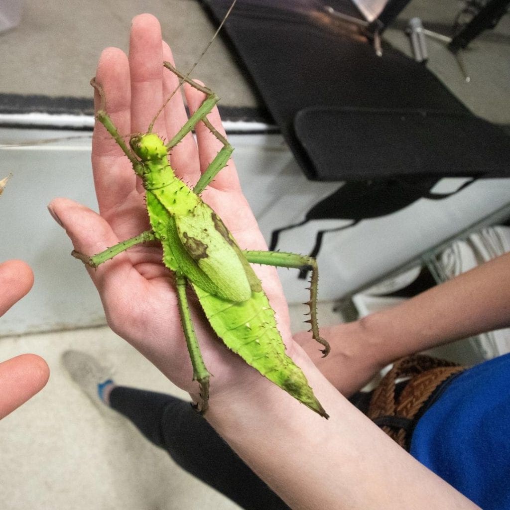 Picture of a little boys hand holding a large green insect