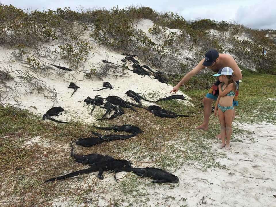 A dad stands with his young daughter, he is pointing at several large black iguanas.