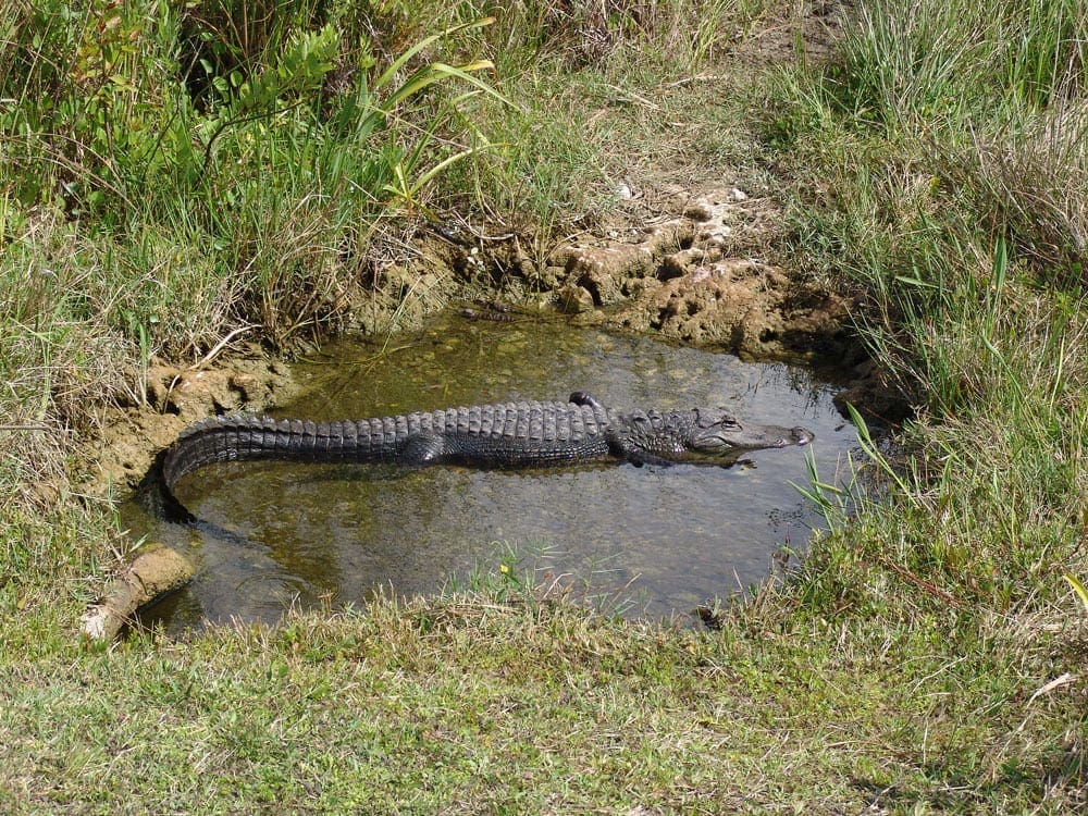 An alligator rests in a small pond in the Evergaldes National Park.