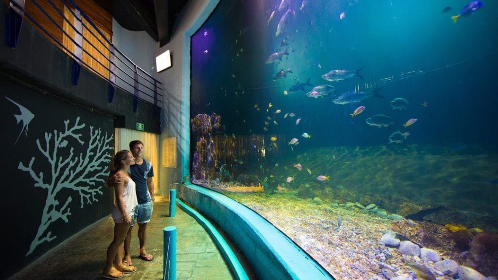 A young couple stand in front of a huge marine life exhibit at The Aquarium at La Isla Mall, one of the best things to do in Cancun with kids.