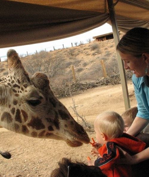 Mom holds her toddler as he feeds a giraffe at Out of Africa animal park near Sedona.