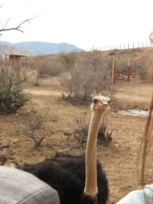 An ostrich looks at the camera at Out of Africa Animal Park near Sedona, Arizona.
