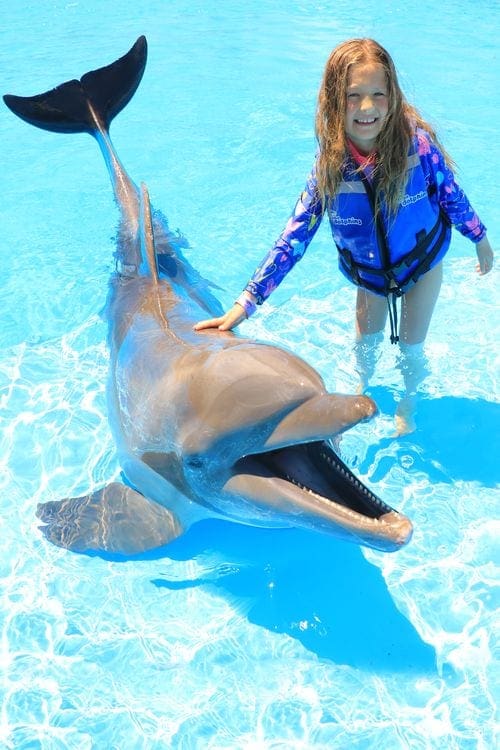 A young girl stands in a pool, wearing a life jacket, leaning over to touch a dolphin,