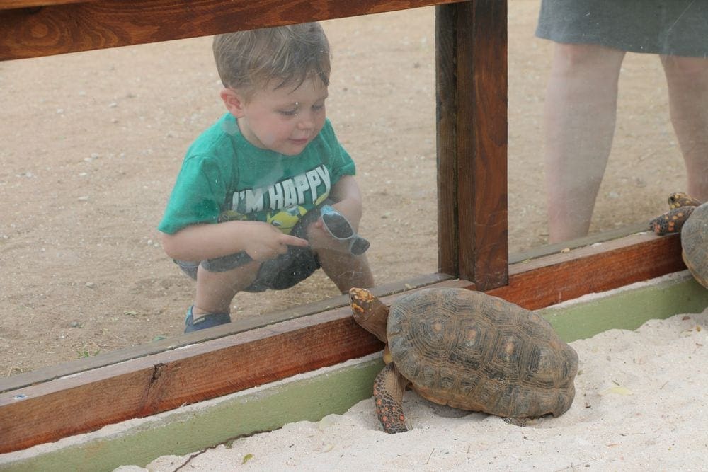 A young boy looks through a mesh fence at a tortoise at the Philips Animal Garden.