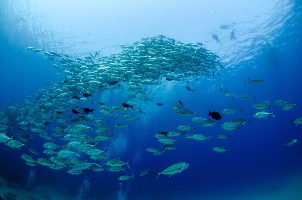 A school of fish swim in Cabo Pulmo National Park.