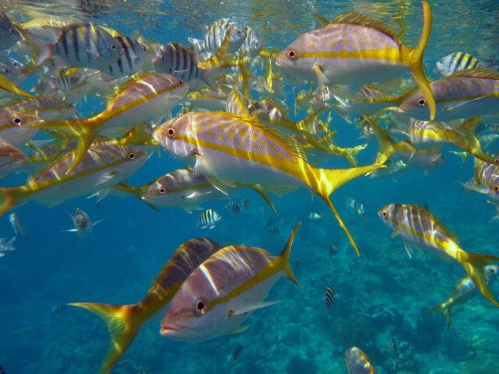 Several coverful fish swim in an exhibit at Florida Keys National Marine Sanctuary.