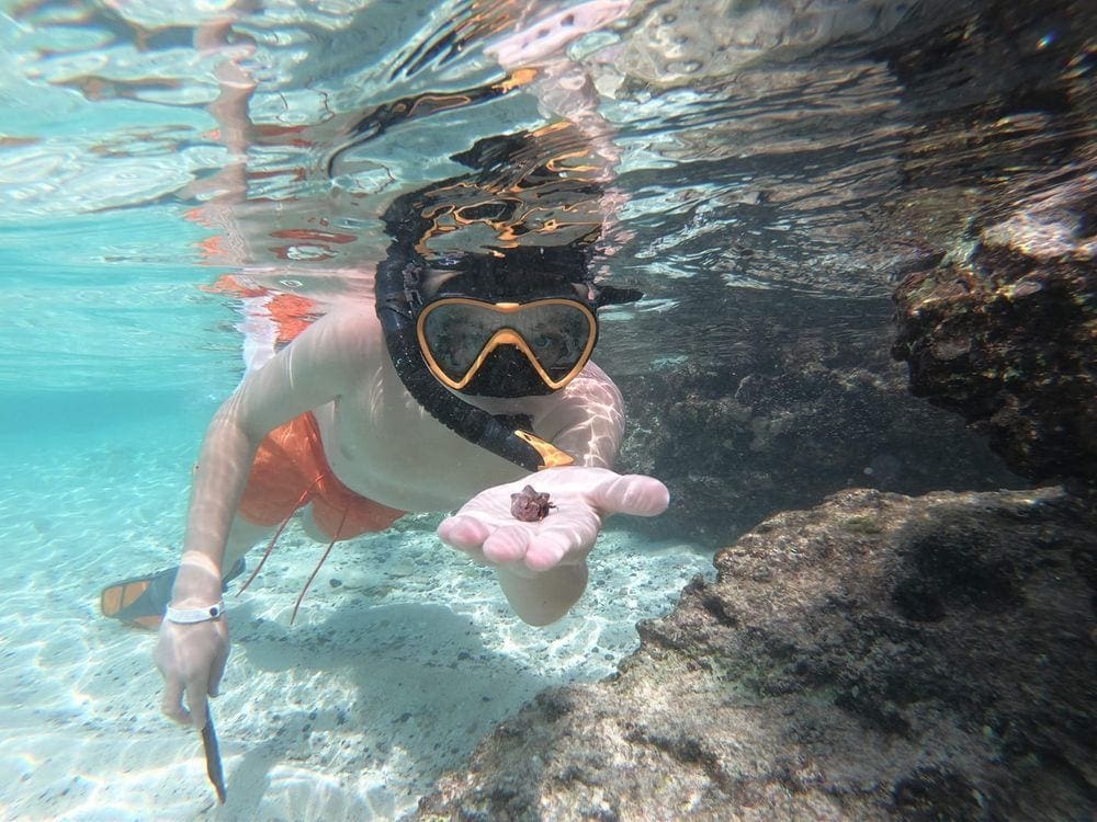 A young boy snorkeling in Cozumel holds out a small ocean creature on his hand.