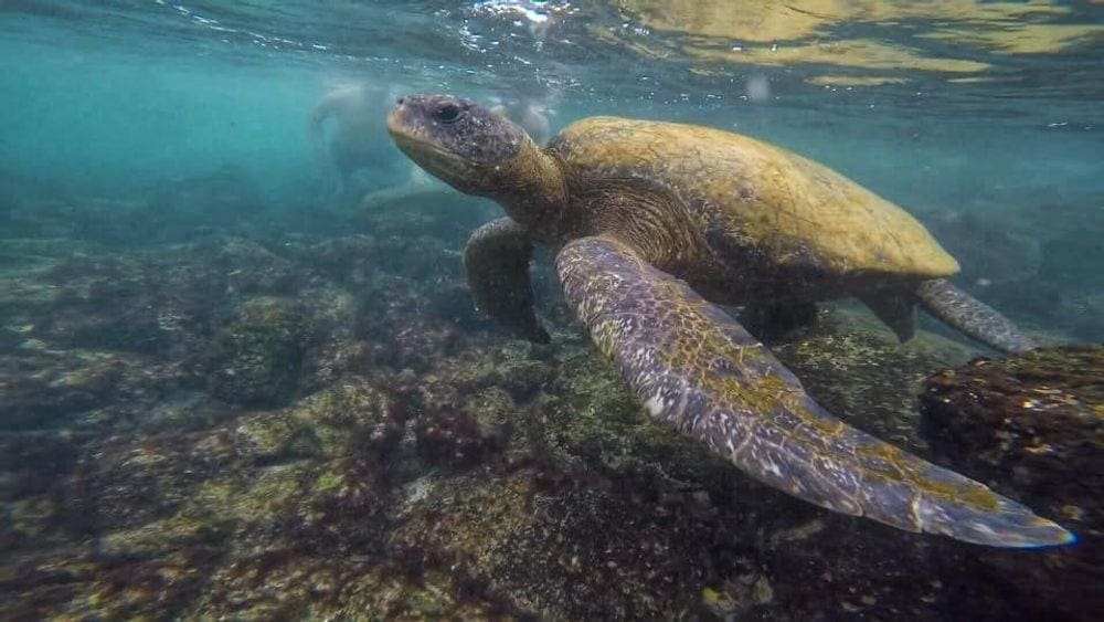 A giant sea turtle swims along while a family snorkels in the background in the Galápagos Islands, which is one of the best places to snorkel with kids.