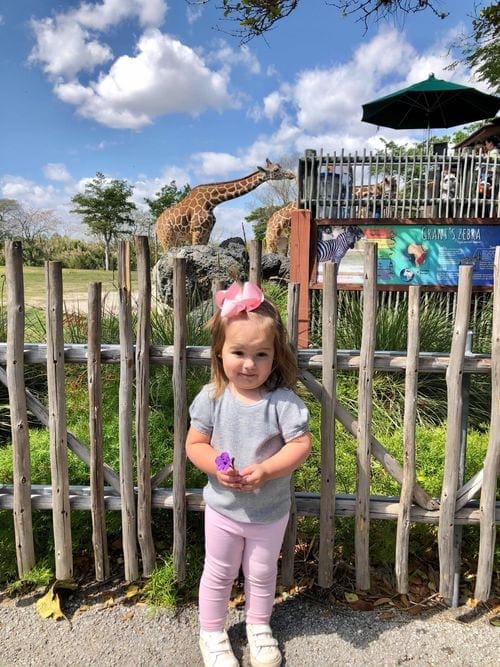 A toddler girl stands in front of a fence with a giraffe in the background at the Miami Zoo.