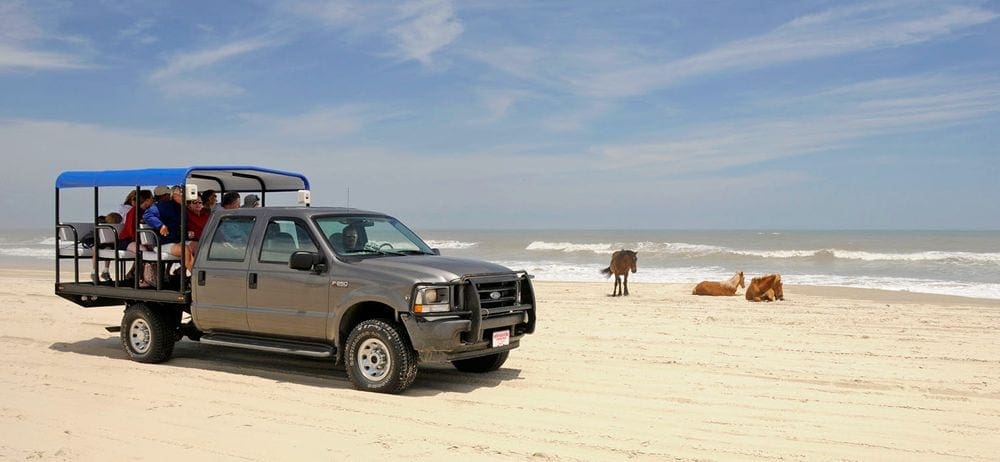 A truck with a seating arrangement over the back views wild horses enjoying a beach in the Outer Banks.