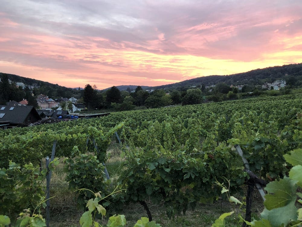 A view of Vienna at sunset, featuring a lush vinyard.