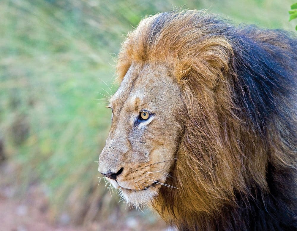 The large head of a male lion while on a tour in South Africa.